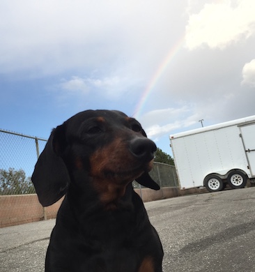 harley